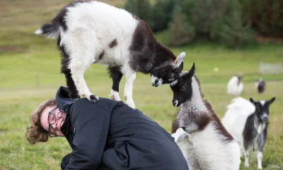 Háafell Goat Farm 2