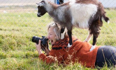 Haafell_GoatFarm_6